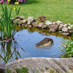 Dekorácia do jazierka Krokodíl